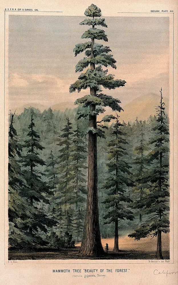 Wellingtonia or mammoth tree (Sequoiadendron giganteum (Lindley) Bucholz) towering above. poster detail