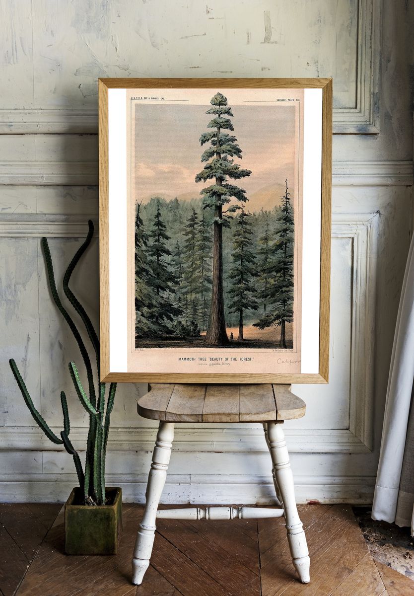 Wellingtonia or mammoth tree (Sequoiadendron giganteum (Lindley) Bucholz) towering above. — room view 1