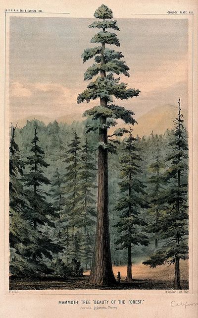 Wellingtonia or mammoth tree (Sequoiadendron giganteum (Lindley) Bucholz) towering above. poster