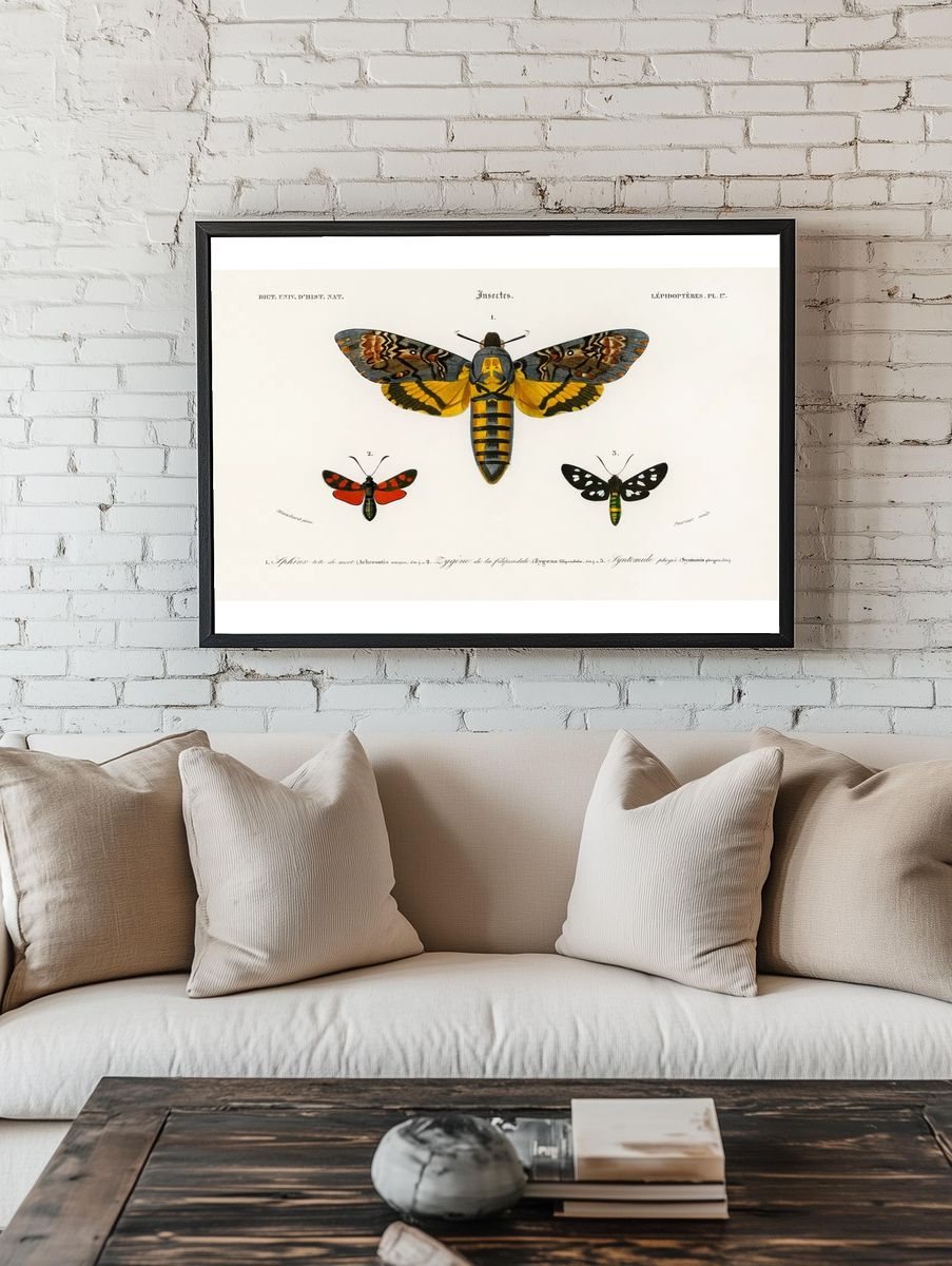 Collection moths illustrated Charles Dessalines. — room view 1