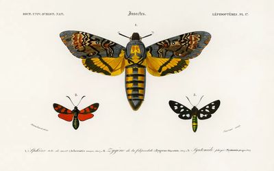 Collection moths illustrated Charles Dessalines. poster print