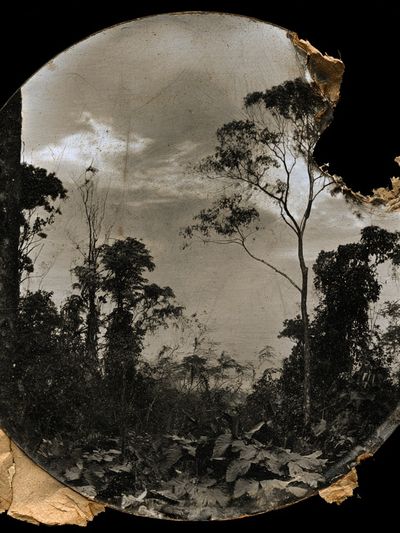 Forest Silhouette Vintage Print. poster