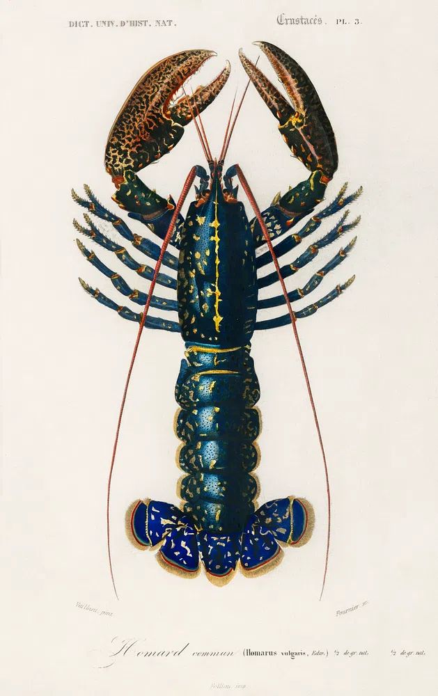 Crimson Crawfish (Palemon Ornatum) illustrated. poster detail