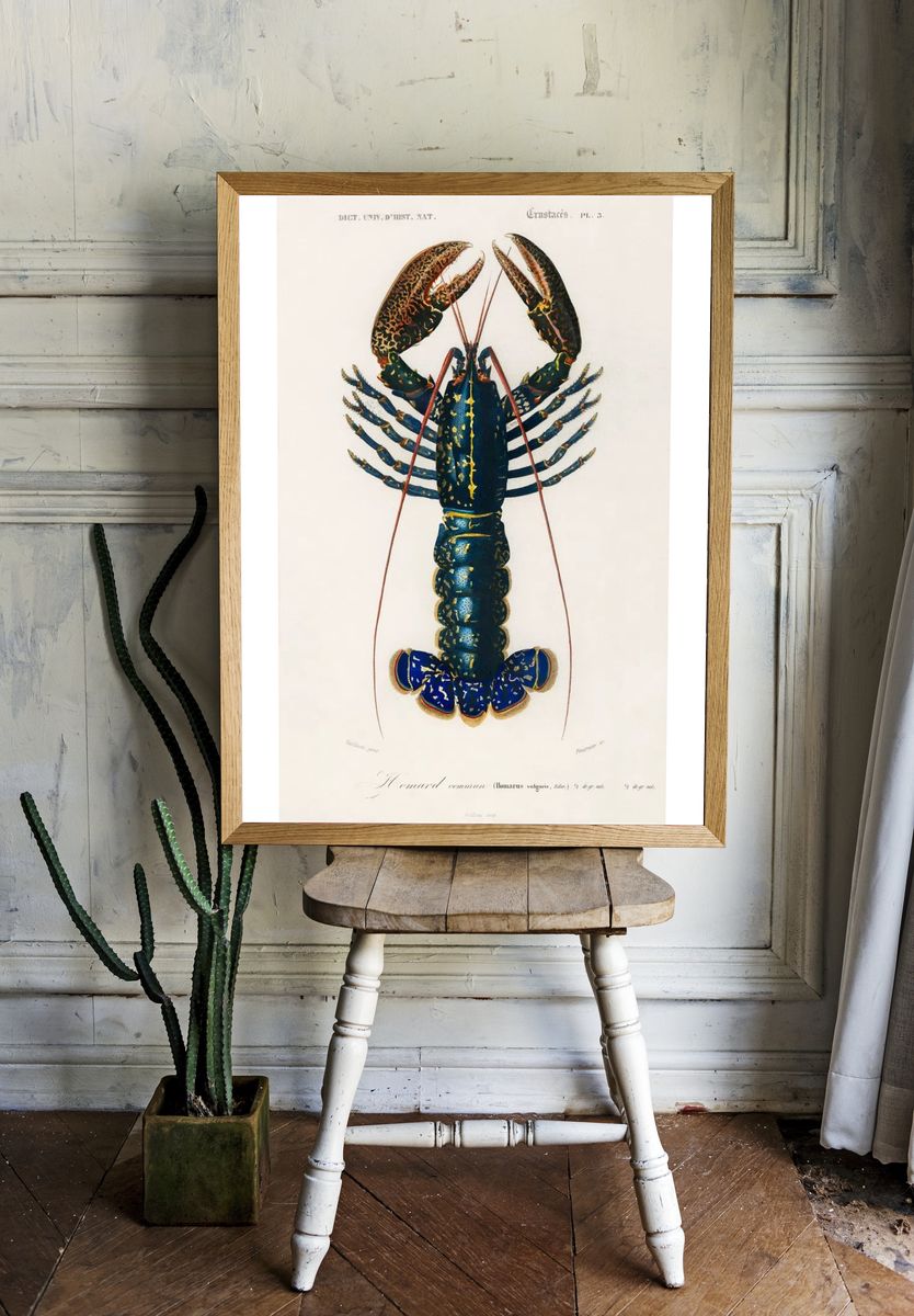 Crimson Crawfish (Palemon Ornatum) illustrated. — room view 1