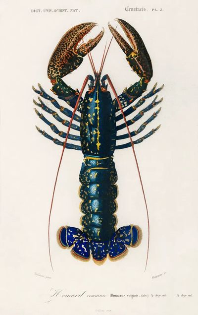 Crimson Crawfish (Palemon Ornatum) illustrated. poster