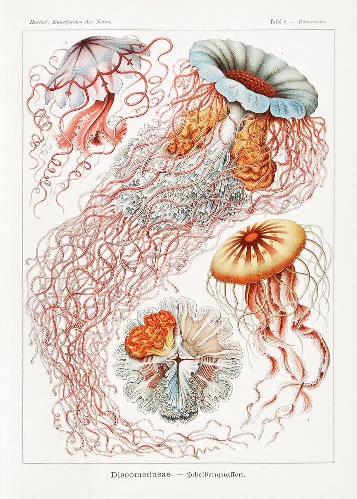 Vintage Jellyfish Study Poster. poster detail