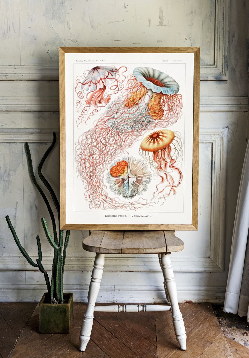 Vintage Jellyfish Study Poster. — room view 1