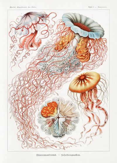 Vintage Jellyfish Study Poster.
