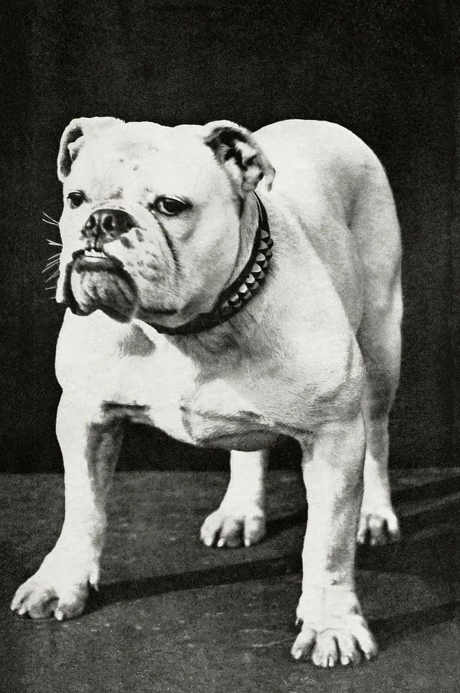 Dogs and All About Them — Vintage Print. poster — photography art
