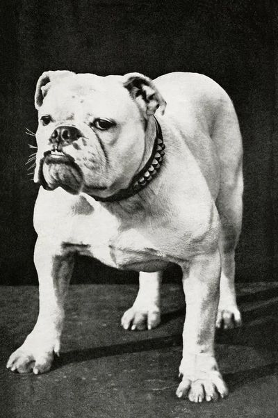 Dogs and All About Them — Vintage Print. poster print