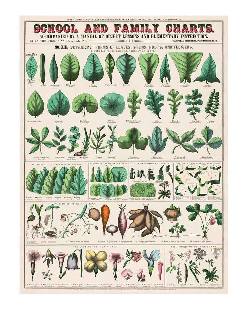 Vintage botanical art print. School.