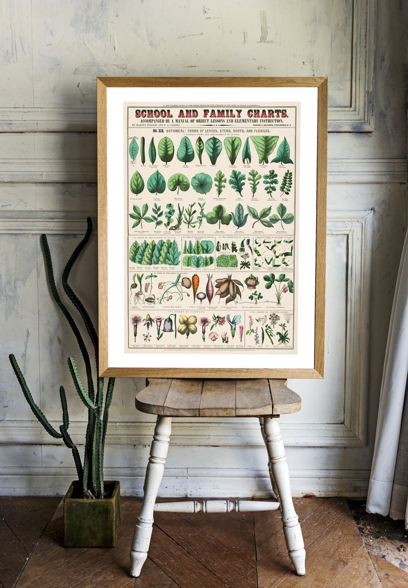 Vintage botanical art print. School. — room view 1