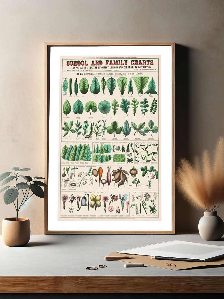 Vintage botanical art print. School. — room view 2