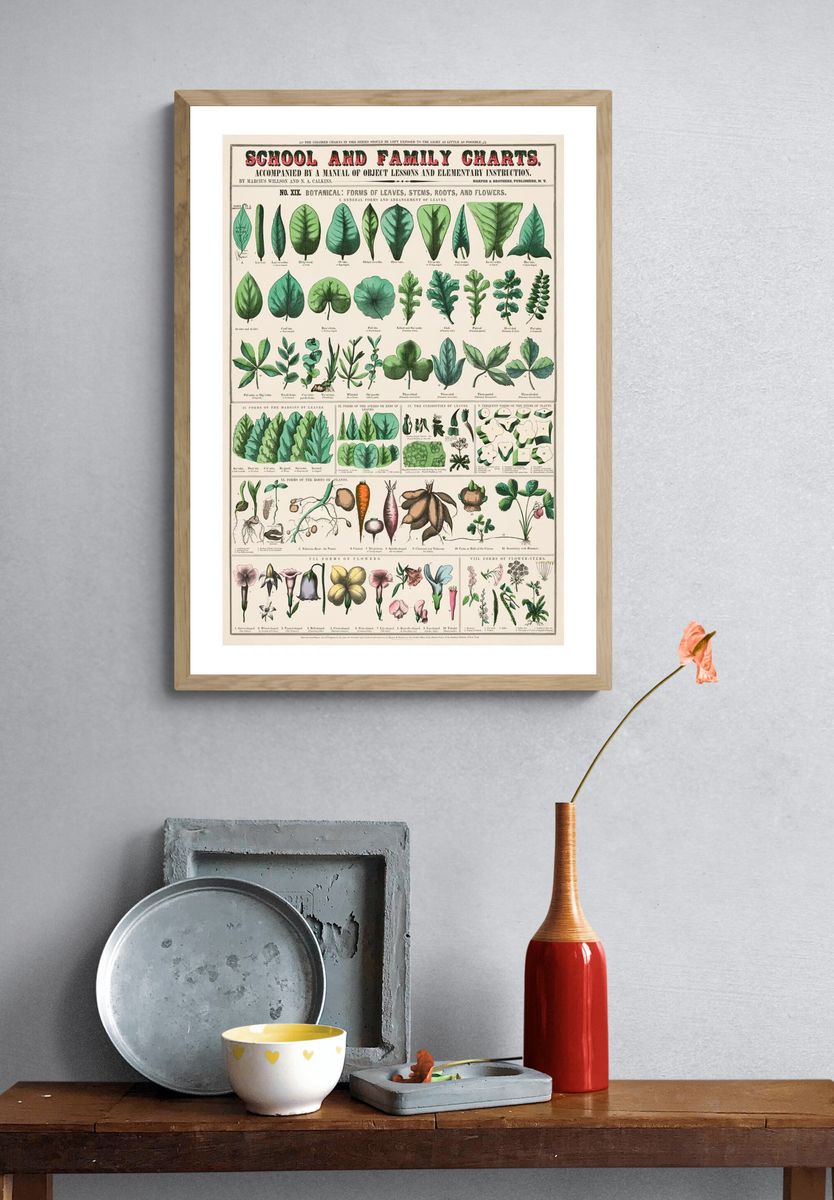 Vintage botanical art print. School. — room view 3