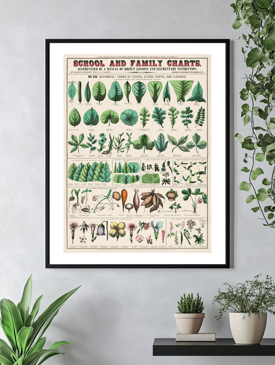 Vintage botanical art print. School. — room view 4