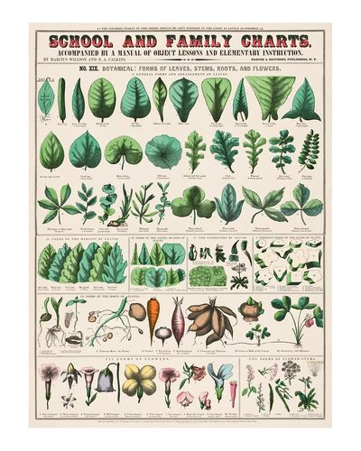 Vintage botanical art print. School. poster print
