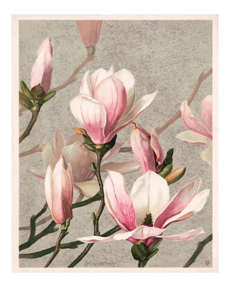 Magnolia poster, vintage art print. poster detail