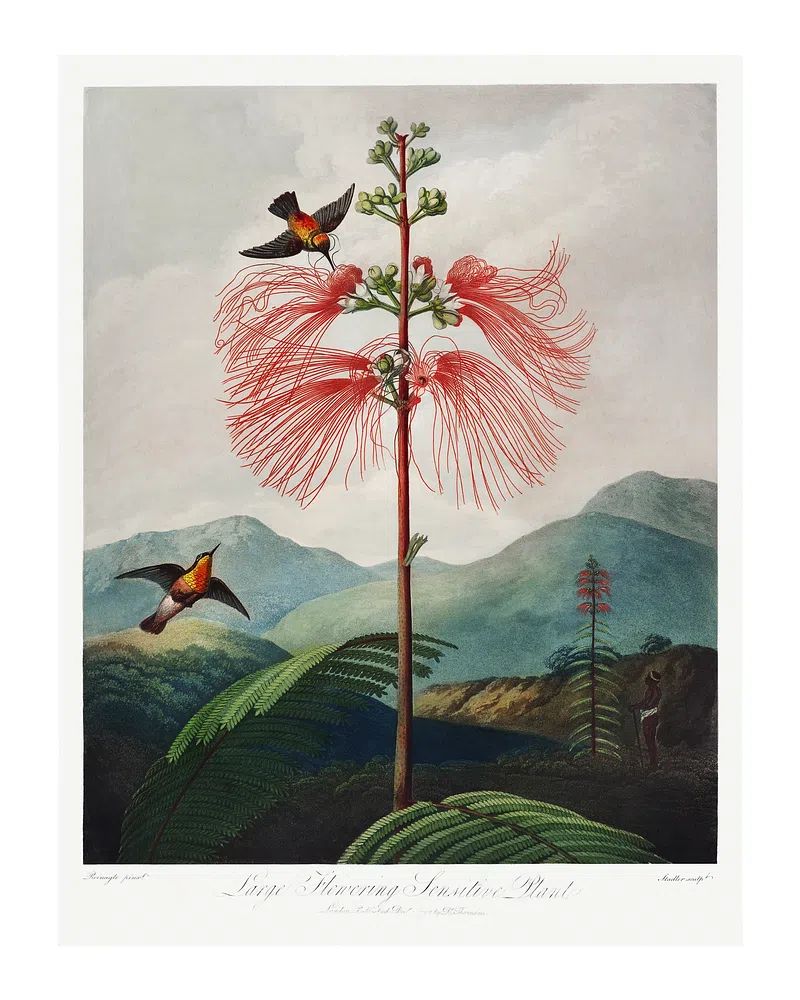Red flower poster. Flowering Sensitive. poster — botanical art