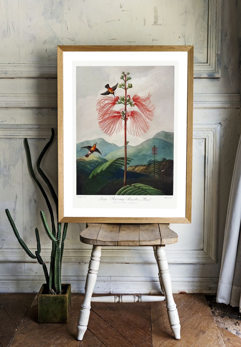 Red flower poster. Flowering Sensitive. — room view 1