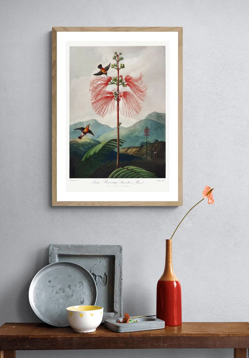 Red flower poster. Flowering Sensitive. — room view 3