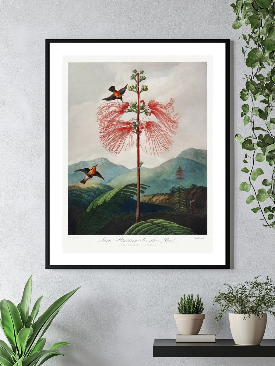 Red flower poster. Flowering Sensitive. — room view 4