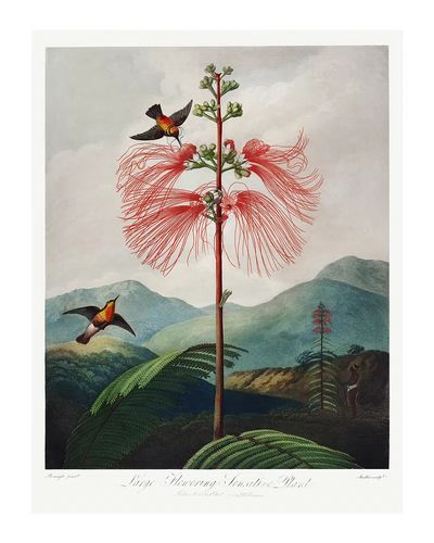 Red flower poster. Flowering Sensitive. poster