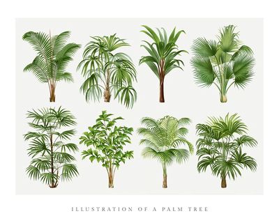 Palm tree art print, vintage. poster print