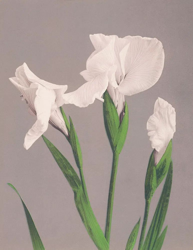 Beautiful photomechanical prints White Irises. poster — photography art
