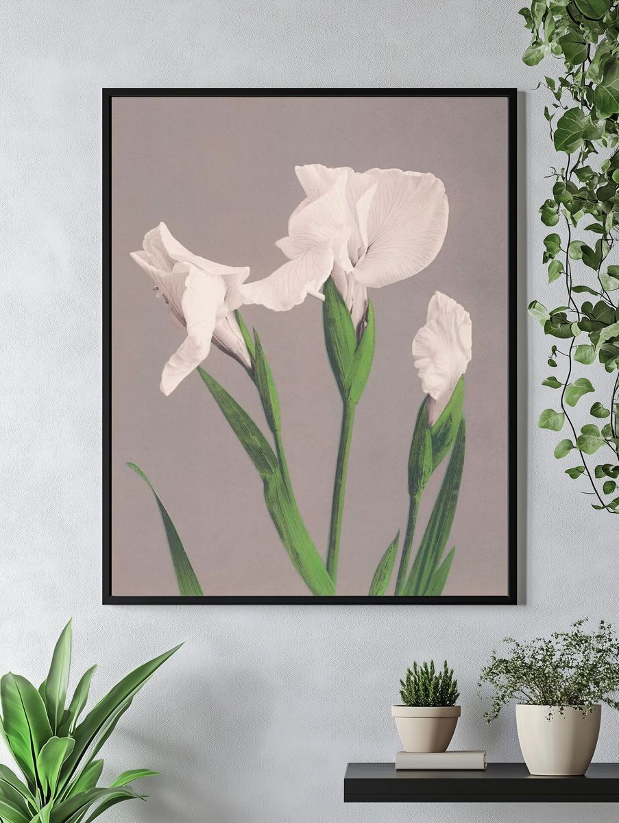 Beautiful photomechanical prints White Irises. — room view 4