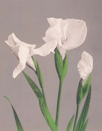 Beautiful photomechanical prints White Irises. poster