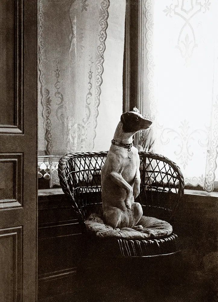 Sitting dog chair window (1900–1910). poster — photography art