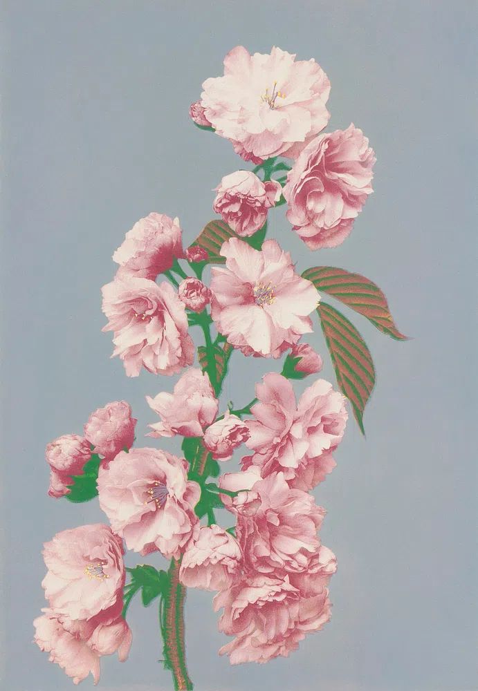 Beautiful photomechanical prints Cherry Blossom. poster detail