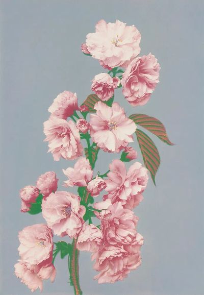 Beautiful photomechanical prints Cherry Blossom. poster