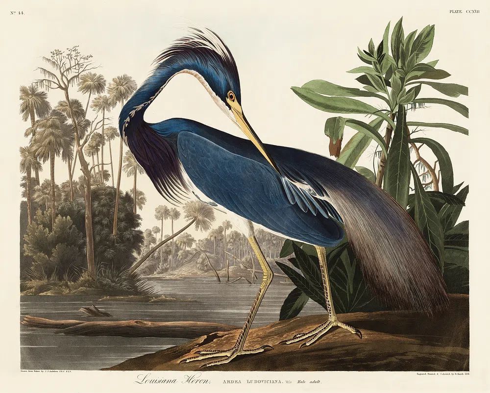 Louisiana Heron Vintage Print. poster — vintage art