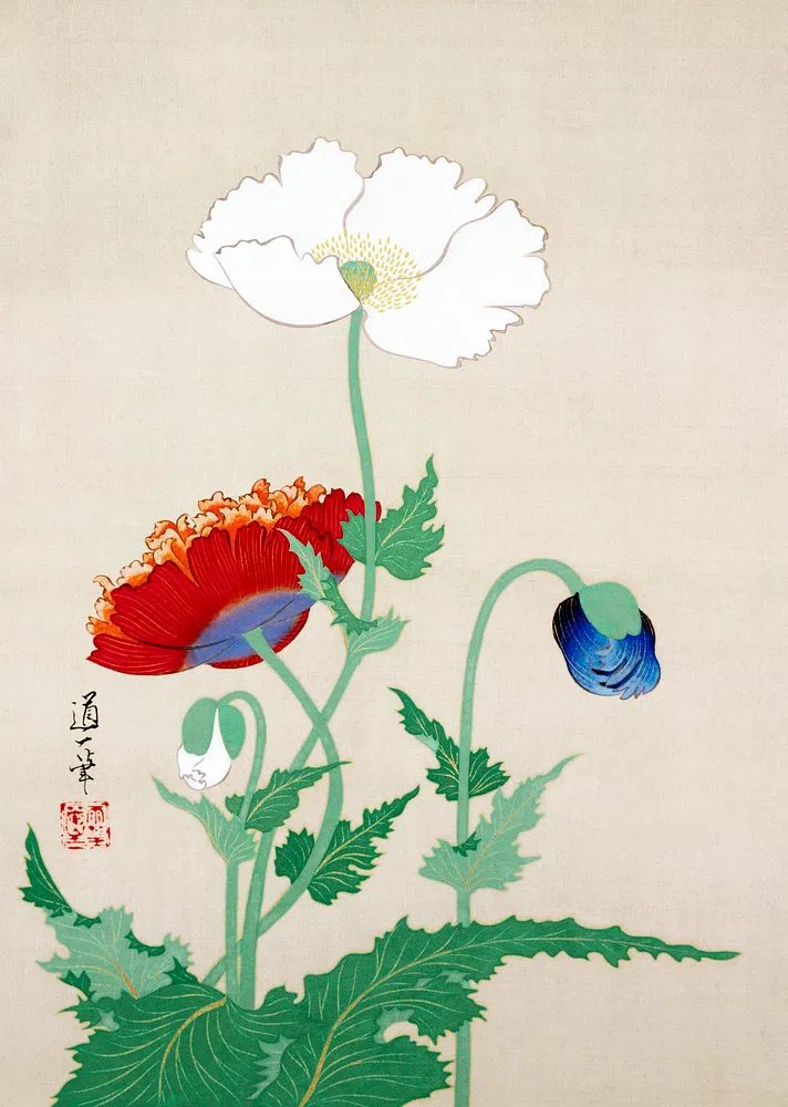 Poppy Flowers — Vintage Print. poster — vintage art