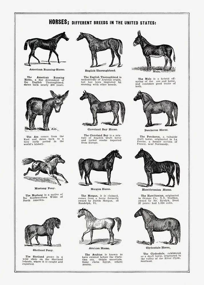 Vintage horse drawing. poster — vintage art