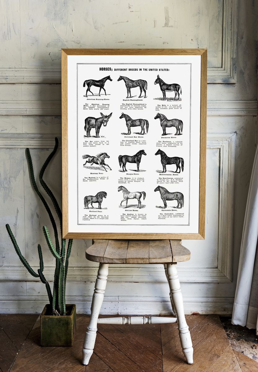 Vintage horse drawing. — room view 1