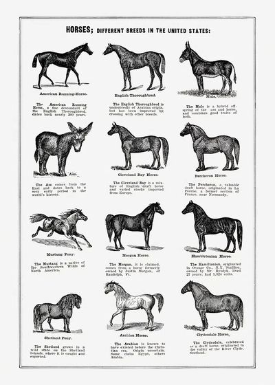 Vintage horse drawing. poster