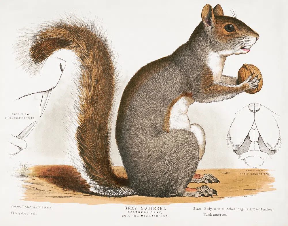 Gray Squirrel — Vintage Print. poster — vintage art