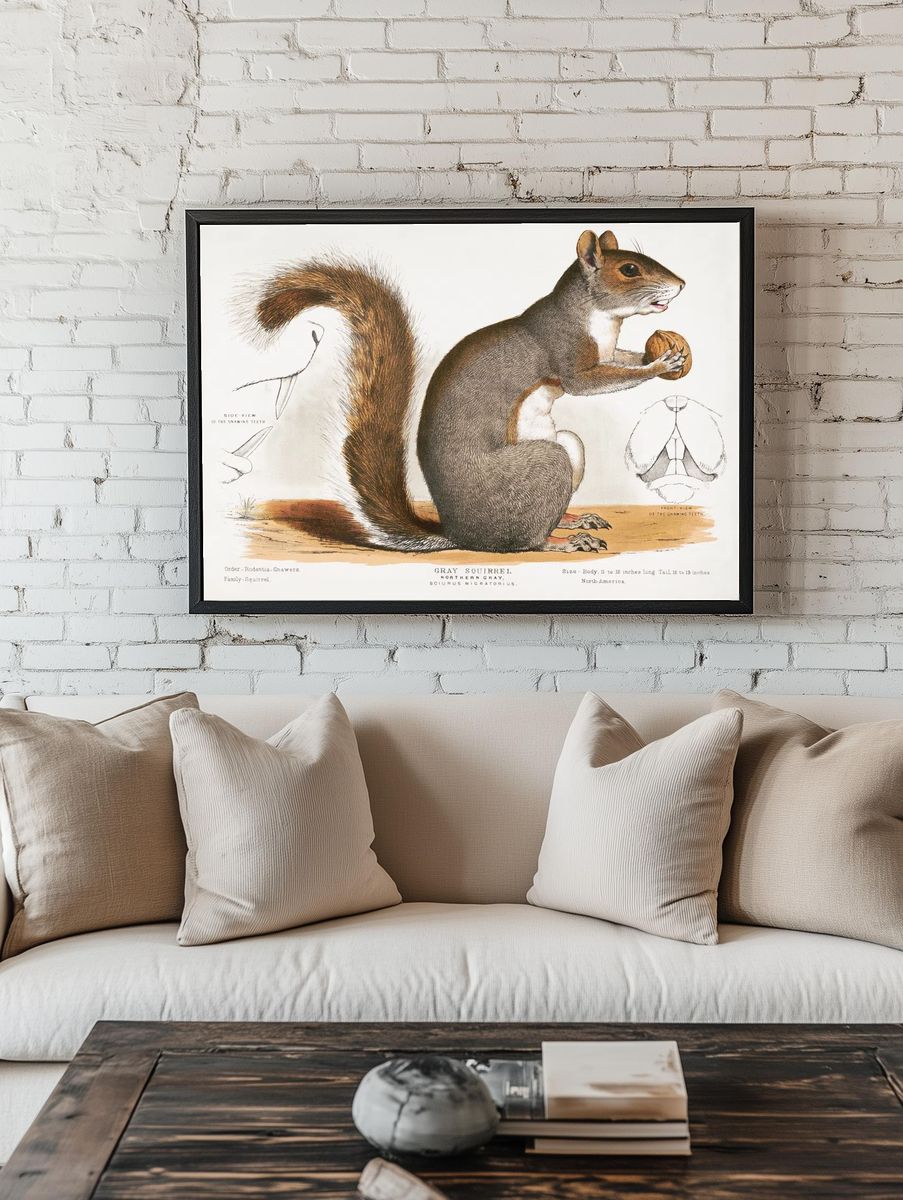 Gray Squirrel — Vintage Print. — room view 1