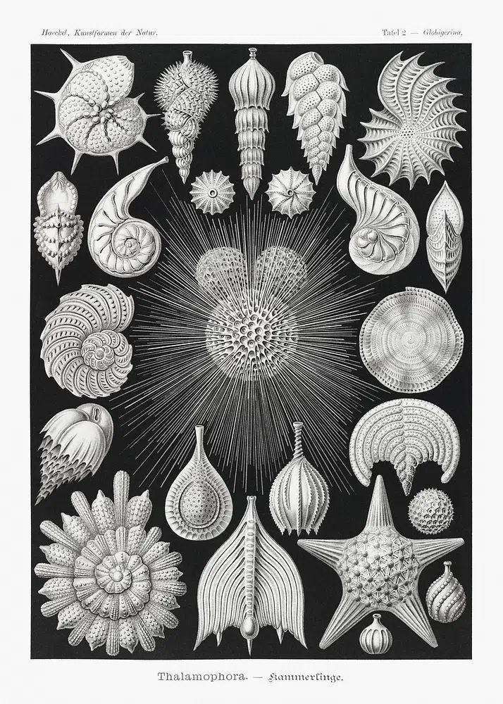 Thalamophora–Kammerlinge Kunstformen der Natur (1904). poster — vintage art