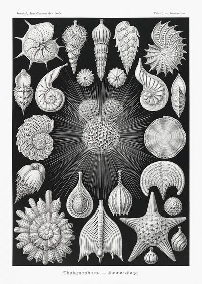 Thalamophora–Kammerlinge Kunstformen der Natur (1904).