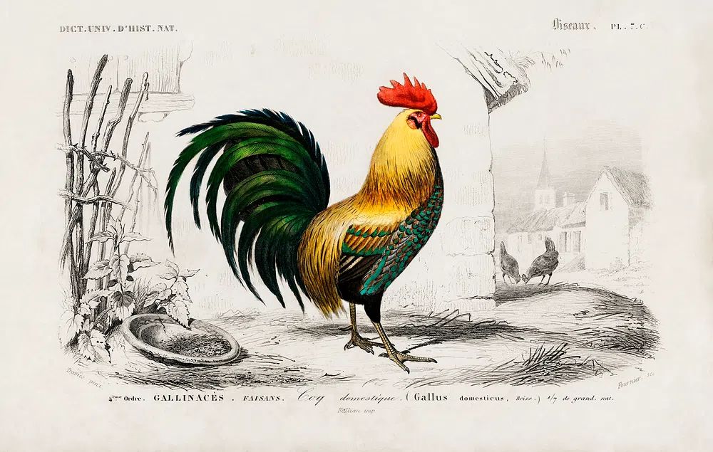 Cock illustrated Charles Dessalines D'. poster detail