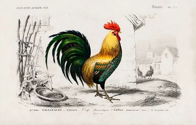 Cock illustrated Charles Dessalines D'. poster print
