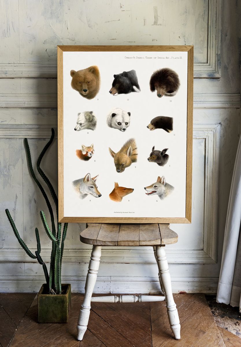 Vintage animal illustrations. — room view 1
