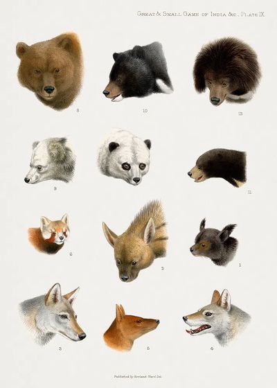 Vintage animal illustrations. poster