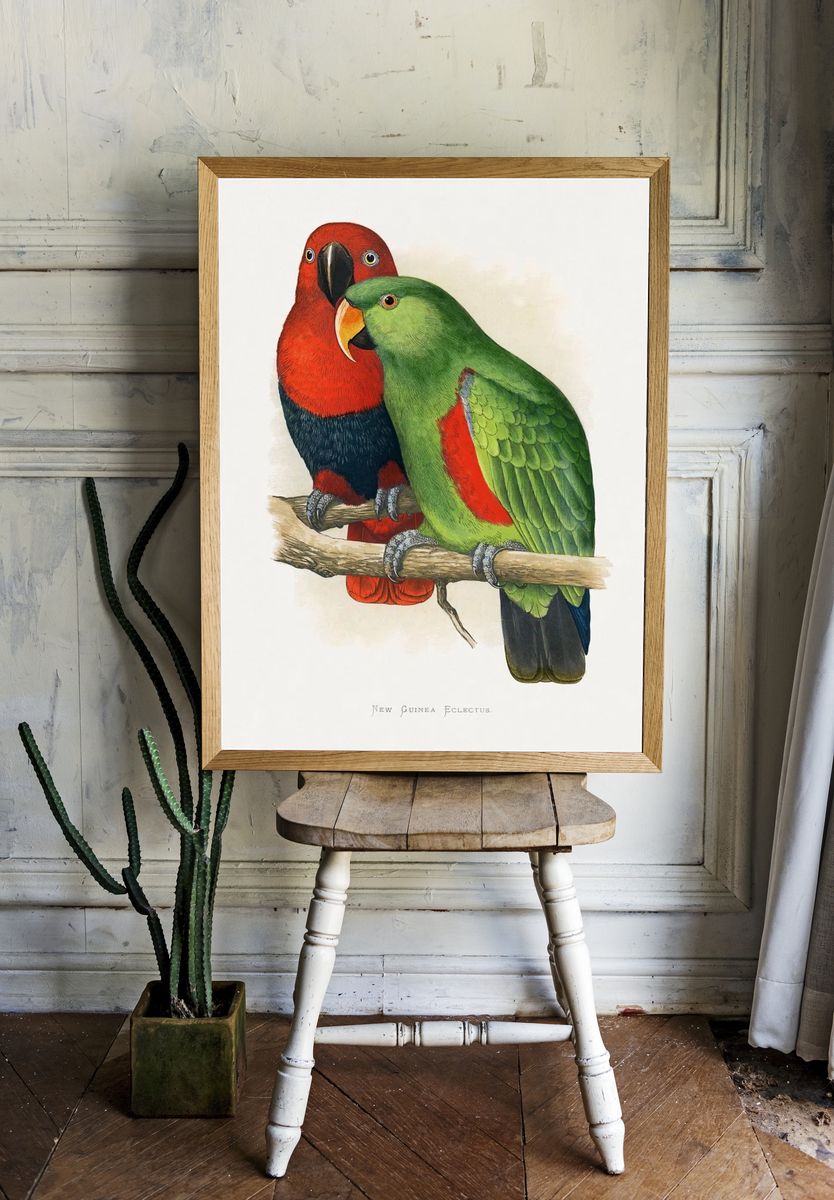 New Guinea Eclectus Parrots — Vintage Print room preview
