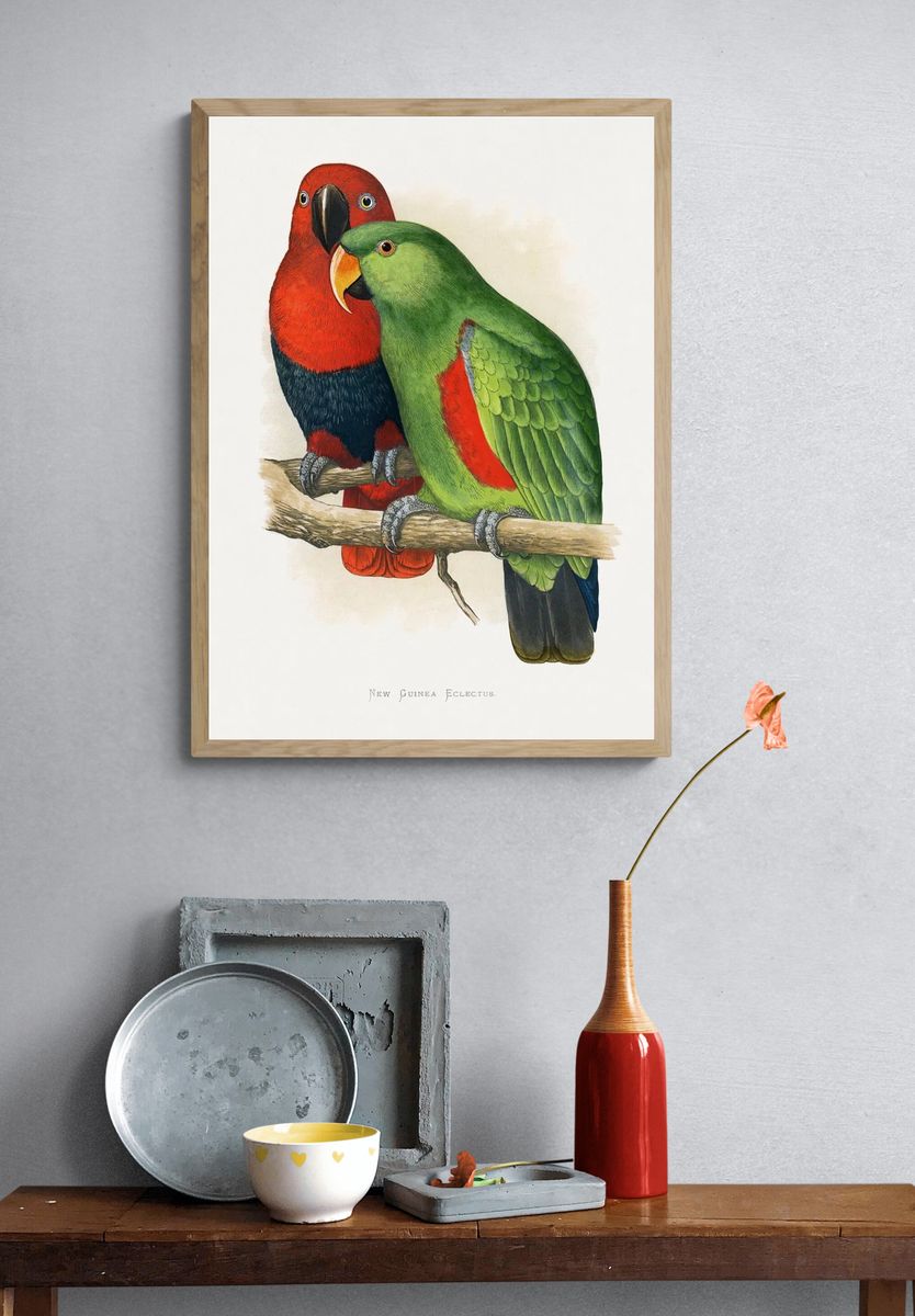 New Guinea Eclectus Parrots — Vintage Print. — room view 3