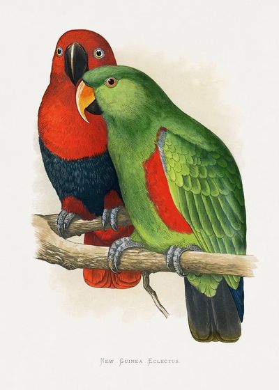 New Guinea Eclectus Parrots — Vintage Print. poster