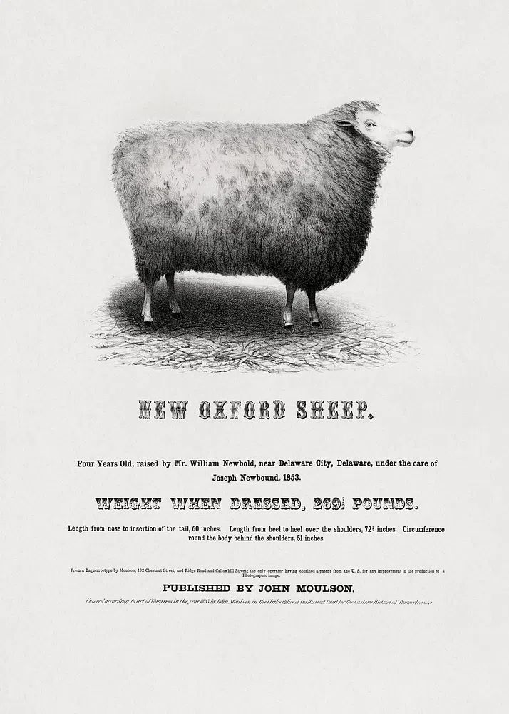 New Oxford Sheep (1853) John.